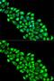 Paraoxonase 2 antibody, GTX65861, GeneTex, Immunocytochemistry image 