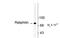 Rabphilin 3A antibody, TA309226, Origene, Western Blot image 