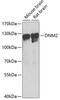 Dynamin 2 antibody, GTX33165, GeneTex, Western Blot image 