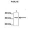 RNA Polymerase I Subunit E antibody, NBP1-56449, Novus Biologicals, Western Blot image 