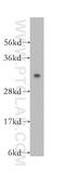 CD256 antibody, 10680-1-AP, Proteintech Group, Western Blot image 
