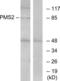 Mismatch repair endonuclease PMS2 antibody, LS-C119589, Lifespan Biosciences, Western Blot image 