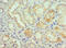 Ik1 antibody, LS-C375992, Lifespan Biosciences, Immunohistochemistry paraffin image 