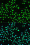 BRCA1 DNA Repair Associated antibody, STJ22045, St John