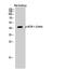 MSL-1 antibody, A02906S369-1, Boster Biological Technology, Western Blot image 