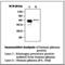 Kininogen 1 antibody, LS-C62058, Lifespan Biosciences, Western Blot image 