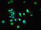Nuclear RNA Export Factor 3 antibody, LS-C370066, Lifespan Biosciences, Immunofluorescence image 