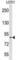 Pescadillo Ribosomal Biogenesis Factor 1 antibody, abx030785, Abbexa, Western Blot image 