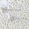 Interferon Lambda 1 antibody, A8288, ABclonal Technology, Immunohistochemistry paraffin image 