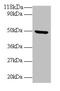 Bone Morphogenetic Protein 7 antibody, CSB-PA05805A0Rb, Cusabio, Western Blot image 