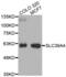 Zinc transporter ZIP4 antibody, abx002482, Abbexa, Western Blot image 