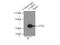 Caspase 9 antibody, 10380-1-AP, Proteintech Group, Immunoprecipitation image 