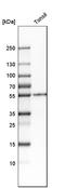 CD14 antibody, HPA001887, Atlas Antibodies, Western Blot image 