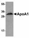 Apolipoprotein A1 antibody, LS-C108484, Lifespan Biosciences, Western Blot image 