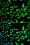 1-Aminocyclopropane-1-Carboxylate Synthase Homolog (Inactive) antibody, LS-C349112, Lifespan Biosciences, Immunofluorescence image 