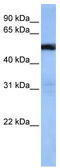 TRAF3 Interacting Protein 3 antibody, TA339551, Origene, Western Blot image 