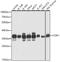 Cyclin Dependent Kinase 1 antibody, 13-010, ProSci, Western Blot image 