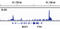 Melanocyte Inducing Transcription Factor antibody, 97800S, Cell Signaling Technology, Chromatin Immunoprecipitation image 