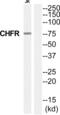 Checkpoint with forkhead and RING finger domains protein antibody, abx015114, Abbexa, Western Blot image 