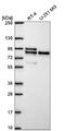 Microtubule Affinity Regulating Kinase 2 antibody, NBP2-57851, Novus Biologicals, Western Blot image 