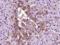 Transthyretin antibody, orb11510, Biorbyt, Immunohistochemistry paraffin image 