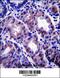 Apolipoprotein O Like antibody, 57-545, ProSci, Immunohistochemistry frozen image 