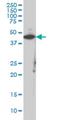 Creatine Kinase, M-Type antibody, H00001158-M02, Novus Biologicals, Western Blot image 