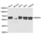 SMAD Family Member 4 antibody, abx004327, Abbexa, Western Blot image 