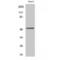 Keratin 13 antibody, LS-C383053, Lifespan Biosciences, Western Blot image 