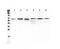 TNF Receptor Associated Factor 5 antibody, A03076-1, Boster Biological Technology, Western Blot image 