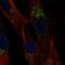 C-C Motif Chemokine Ligand 2 antibody, HPA019163, Atlas Antibodies, Immunofluorescence image 