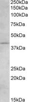 Intraflagellar Transport 88 antibody, 45-762, ProSci, Flow Cytometry image 