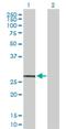 MAS Related GPR Family Member X2 antibody, H00117194-B02P, Novus Biologicals, Western Blot image 