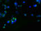 Rhomboid Like 2 antibody, LS-C317767, Lifespan Biosciences, Immunofluorescence image 