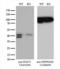 SGT1 Homolog, MIS12 Kinetochore Complex Assembly Cochaperone antibody, LS-C795270, Lifespan Biosciences, Western Blot image 