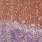 Tetraspanin 7 antibody, MA5-24593, Invitrogen Antibodies, Immunohistochemistry frozen image 