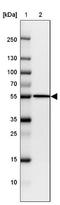 Fidgetin Like 1 antibody, NBP2-47456, Novus Biologicals, Western Blot image 