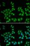 Eukaryotic Translation Initiation Factor 6 antibody, orb48360, Biorbyt, Immunofluorescence image 
