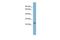 Glyoxalase I antibody, PA5-44216, Invitrogen Antibodies, Western Blot image 