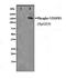 Fms Related Tyrosine Kinase 1 antibody, MBS002880, MyBioSource, Western Blot image 