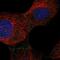 Aminopeptidase O (Putative) antibody, NBP2-57309, Novus Biologicals, Immunofluorescence image 