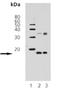 Histone H3 antibody, ADI-905-778-100, Enzo Life Sciences, Western Blot image 