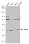 Mitogen-Activated Protein Kinase 13 antibody, GTX112033, GeneTex, Western Blot image 