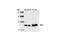 Peptidylprolyl Cis/Trans Isomerase, NIMA-Interacting 1 antibody, 3722S, Cell Signaling Technology, Western Blot image 