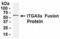 Integrin Subunit Alpha 3 antibody, XW-7793, ProSci, Western Blot image 