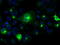 Prolactin antibody, LS-C114891, Lifespan Biosciences, Immunofluorescence image 