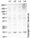 Trophoblast-specific protein alpha antibody, ab104401, Abcam, Western Blot image 