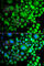 Sorting nexin-3 antibody, A7502, ABclonal Technology, Immunofluorescence image 