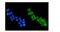 Histone Deacetylase 4 antibody, A00971-1, Boster Biological Technology, Immunofluorescence image 