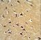 Spartin antibody, LS-C161446, Lifespan Biosciences, Immunohistochemistry frozen image 